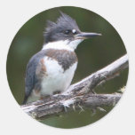 kingfisher round sticker
