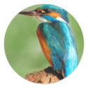 Kingfisher stickers