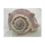 King's Crown Seashell postcards