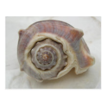 King's Crown Seashell Postcards