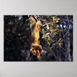 Kinkajou (Potos flavus) posters