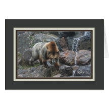 kiona_Grizzly Bear 5598 Greeting Cards