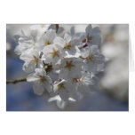 Kirschblüte Grusskarte cards