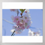 Kirschblüte Poster posters