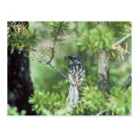 Kirtland's Warbler Post Cards