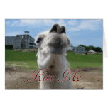 Kiss Me Llama Close-up