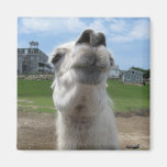 Kiss Me Llama Close-up Fridge Magnets
