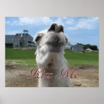 Kiss Me Llama Close-up