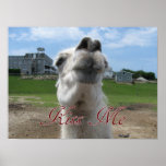 Kiss Me Llama Close-up Posters
