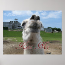 Kiss Me Llama Close-up Posters