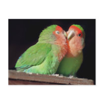 Kiss Me Postcard
