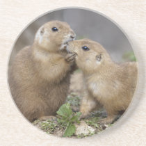 Kiss me Quick Coaster