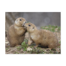Kiss me Quick Postcard