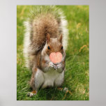 Kiss Me Squirrel posters