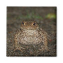 Kiss The Frog Magnet