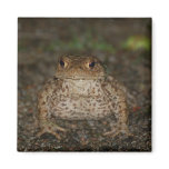 Kiss The Frog Magnet