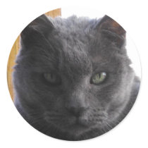 Kisser Cat Sticker