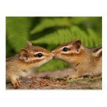 Kissing Baby Chipmunks Post Cards