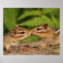 Kissing Baby Chipmunks Print