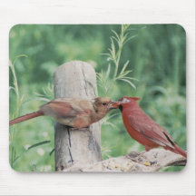 kissing cardinals mousepads