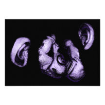 kissing chimps personalized announcement