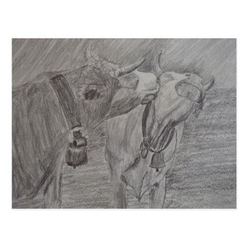Kissing Cows Post Cards