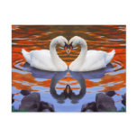 Kissing Swans in Love, Heart Shape Necks postcards