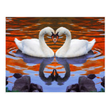 Kissing Swans in Love, Heart Shape Necks Postcards