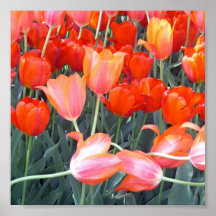 Kissing Tulips Poster