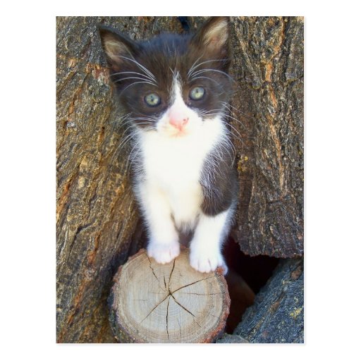 Kitten 2 post card