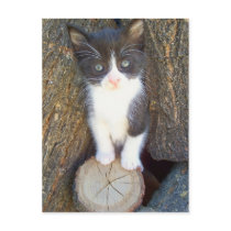 Kitten 2 post card