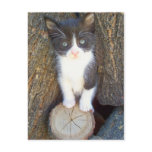 Kitten 2 postcards
