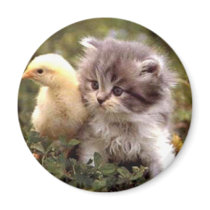 Kitten and Baby Chick Refrigerator Magnets