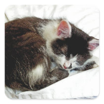 Kitten asleep on White Comforter Square Sticker