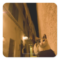 Kitten at dusk, Morocco Stickers