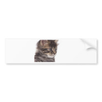 kitten adhésif pour voiture