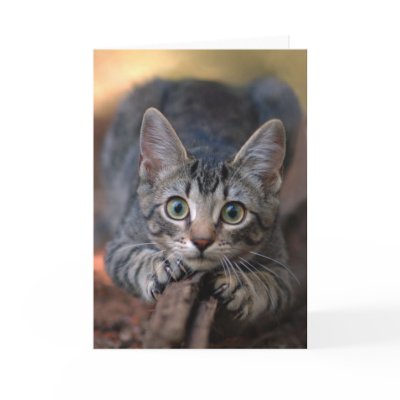 Kitten Card by wildlifehotspots