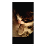 Kitten Contrast Photo Card photo cards