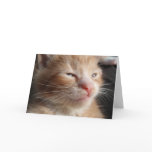 Kitten Cuteness Card