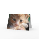 Kitten Cuteness Card