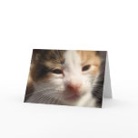 Kitten Cuteness Card