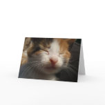 Kitten Cuteness Card