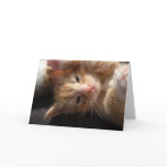 Kitten Cuteness Card