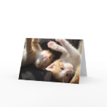 Kitten Cuteness Card