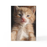 Kitten Cuteness Card