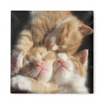 Kitten Cuteness Magnet