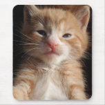 Kitten Cuteness Mousepad
