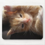 Kitten Cuteness Mousepad