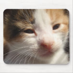 Kitten Cuteness Mousepad