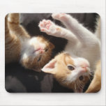 Kitten Cuteness Mousepad